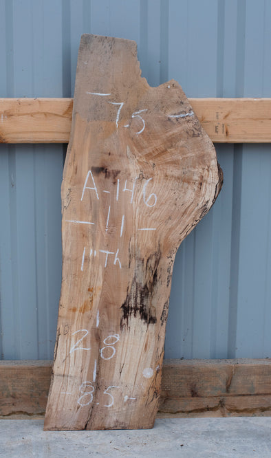 Spalted Maple - A146