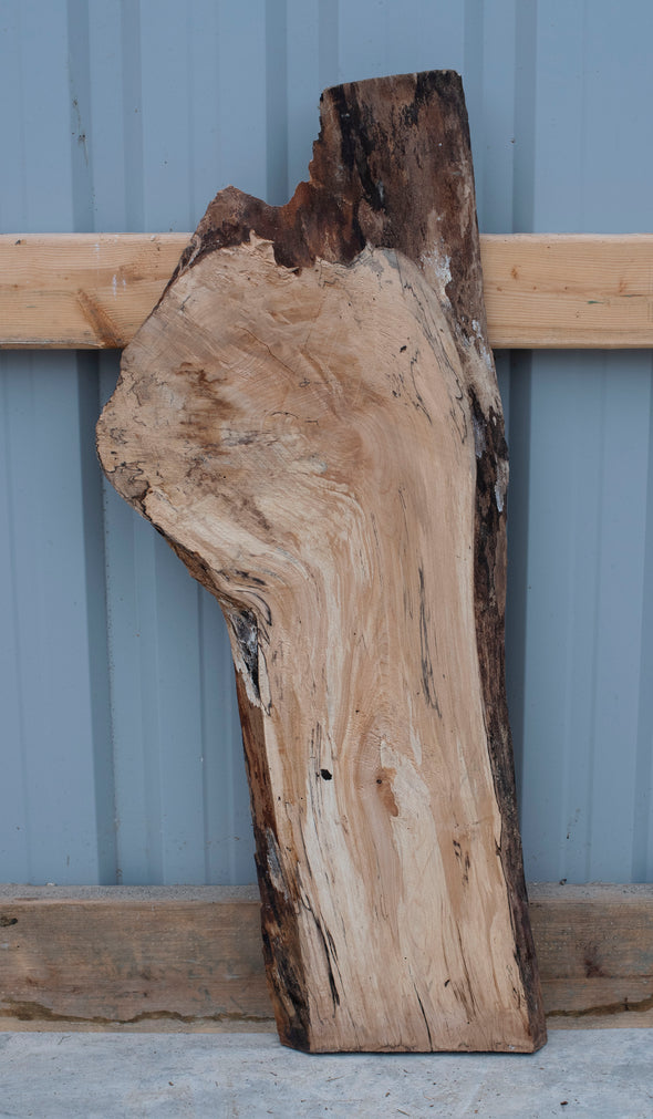 Spalted Maple - A146