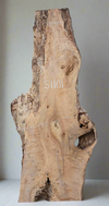 Silver Birch - S1101