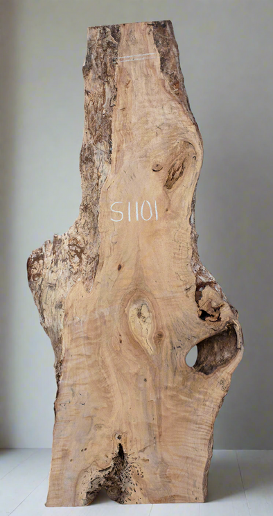 Silver Birch - S1101