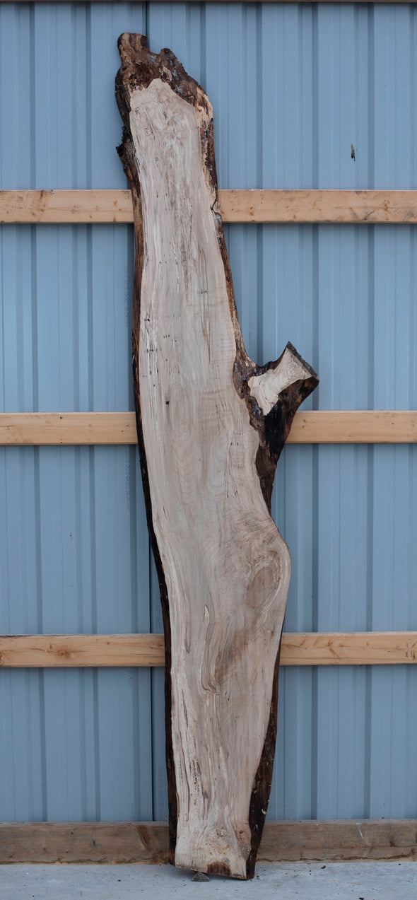 Spalted Maple - S1107