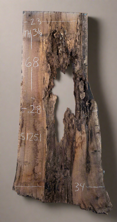 Black Walnut - S1251