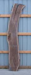 Black Walnut - S1317