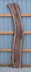 Black Walnut - S1317