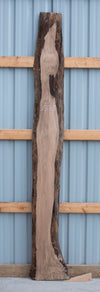 Black Walnut - S1375