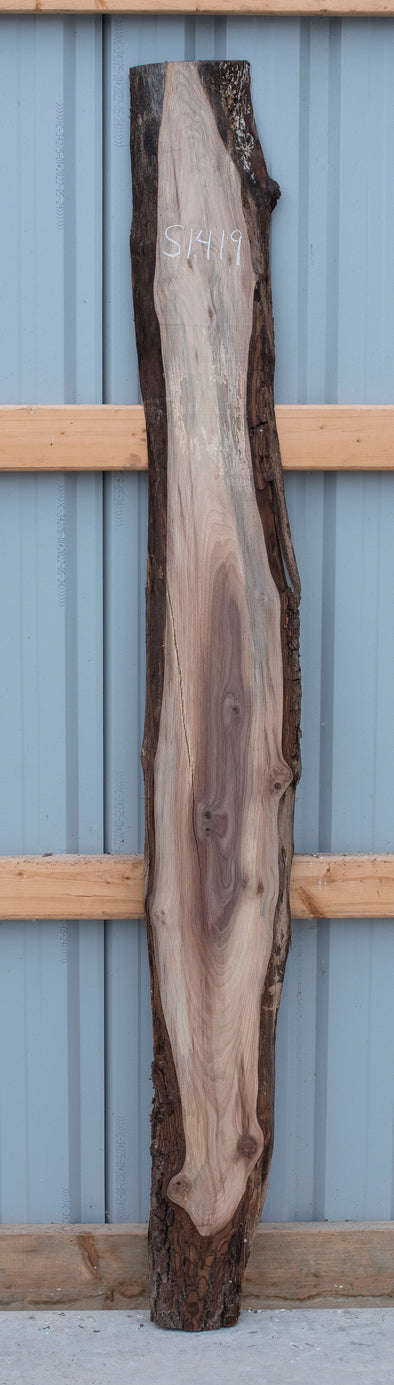 Black Walnut - S1419