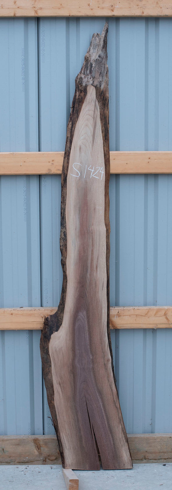 Black Walnut - S1424