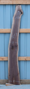 Black Walnut - S1428