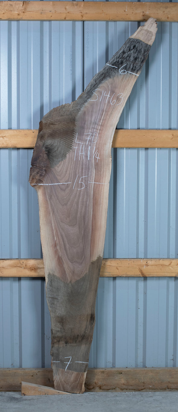 Black Walnut - S1463