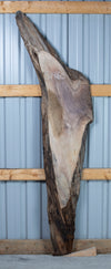 Black Walnut - S1463