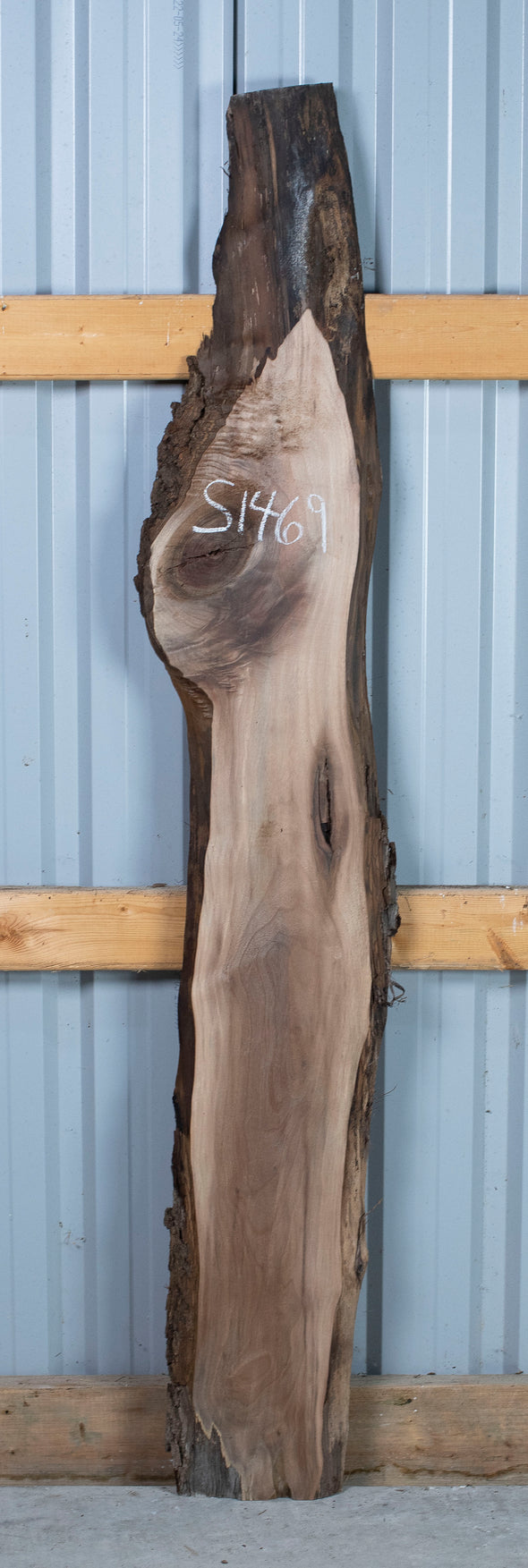 Black Walnut - S1469