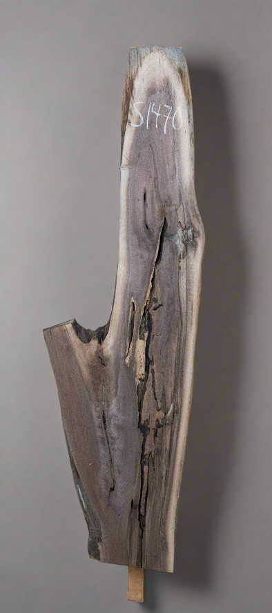 Black Walnut - S1470