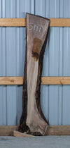 Black Walnut - S1474