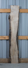 Maple - S1475