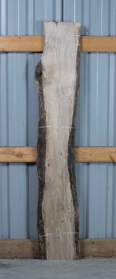 Maple - S1475