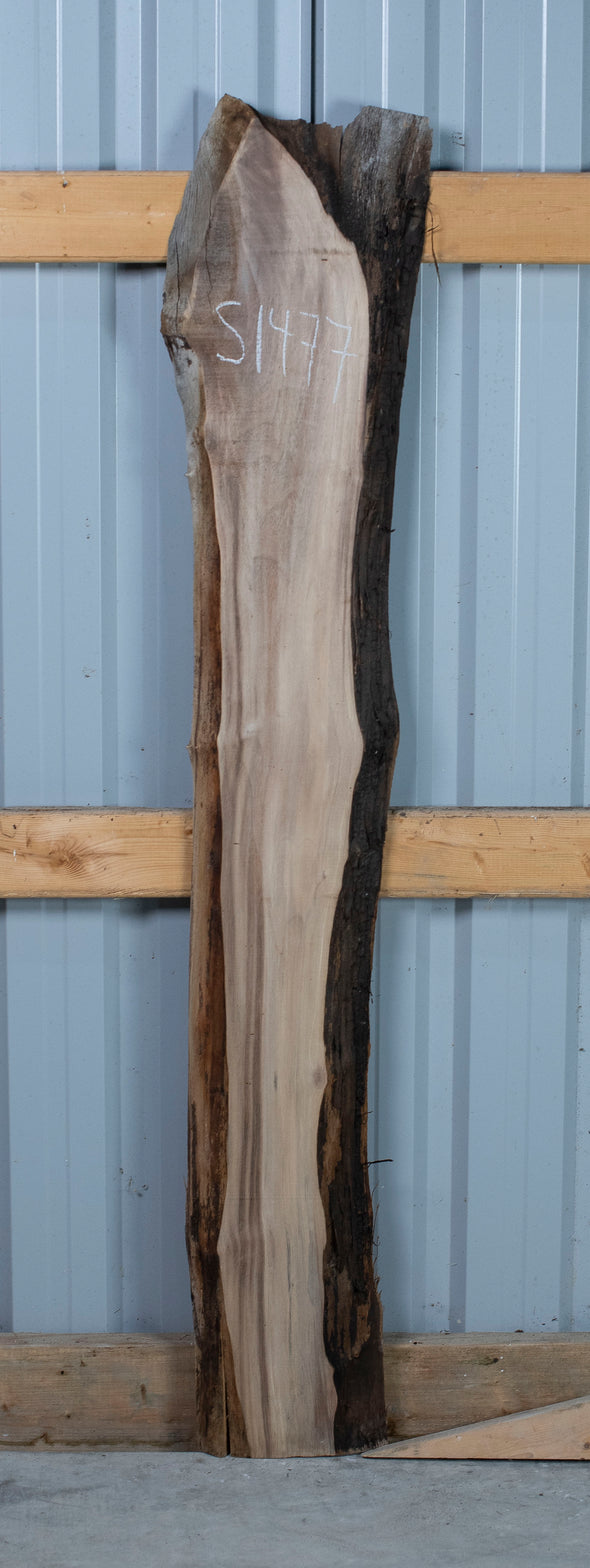 Black Walnut Live Edge Slab - S1477
