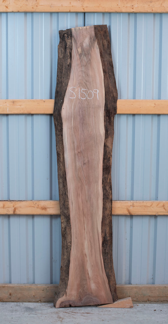 Black Walnut - S1509