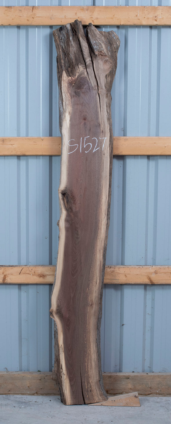 Black Walnut - S1527