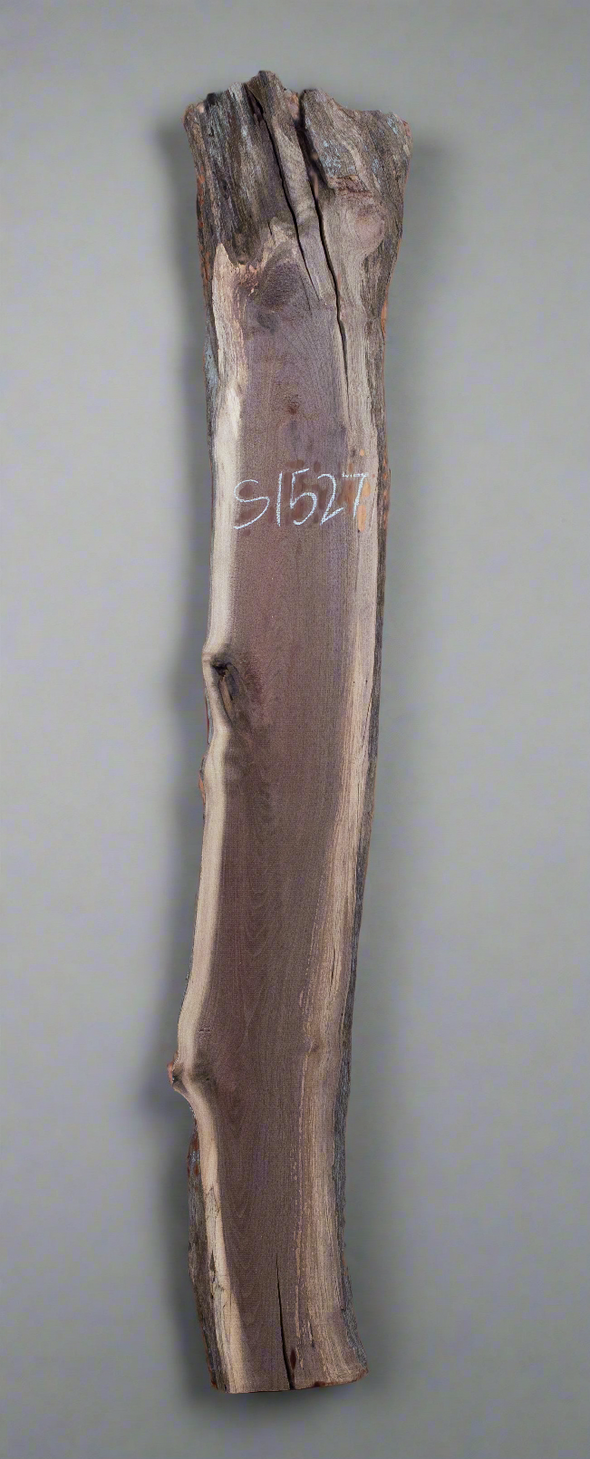 Black Walnut - S1527