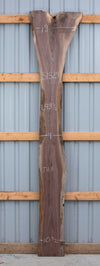 Black Walnut - S1529-A