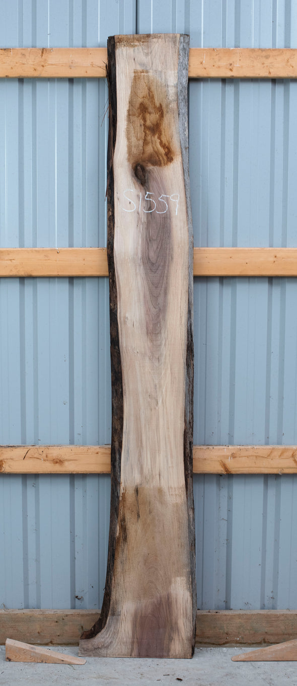 Black Walnut - S1559