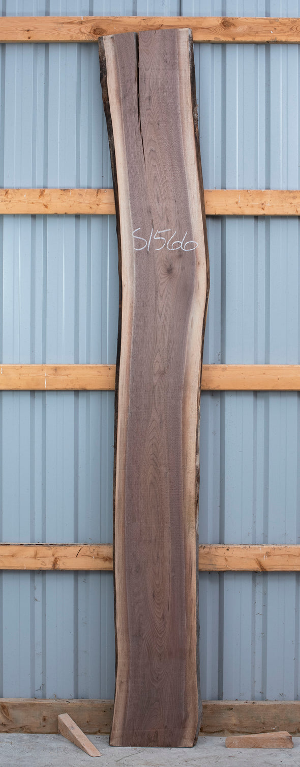 Black Walnut - S1566