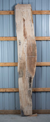 Spalted Maple - S1579