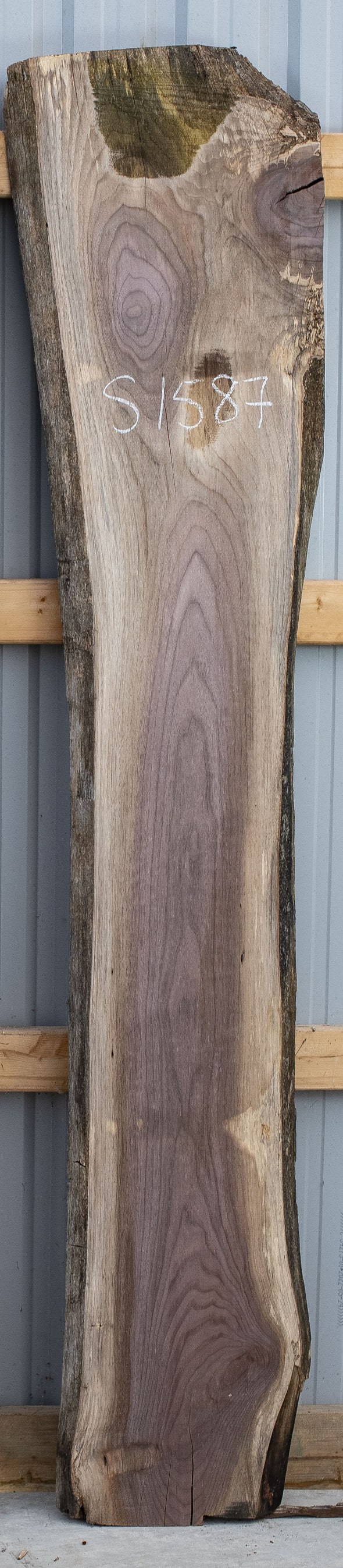 Black Walnut - S1587