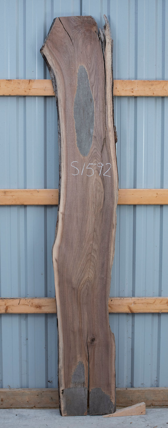 Black Walnut - S1592