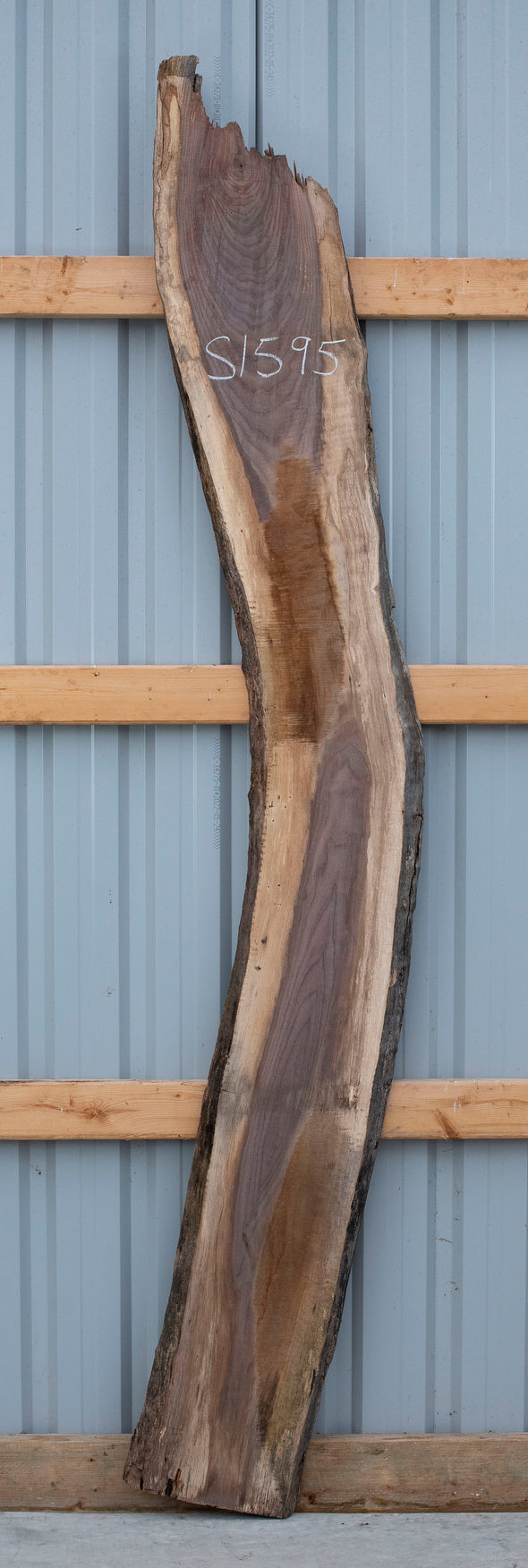 Black Walnut - S1595