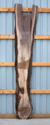 Black Walnut - S1599