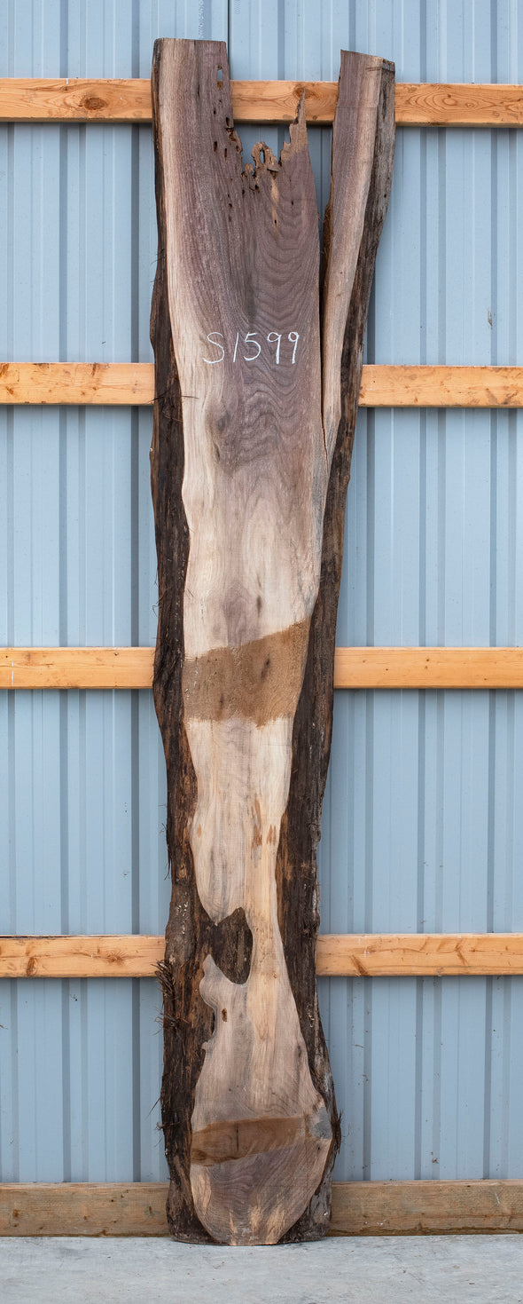 Black Walnut - S1599