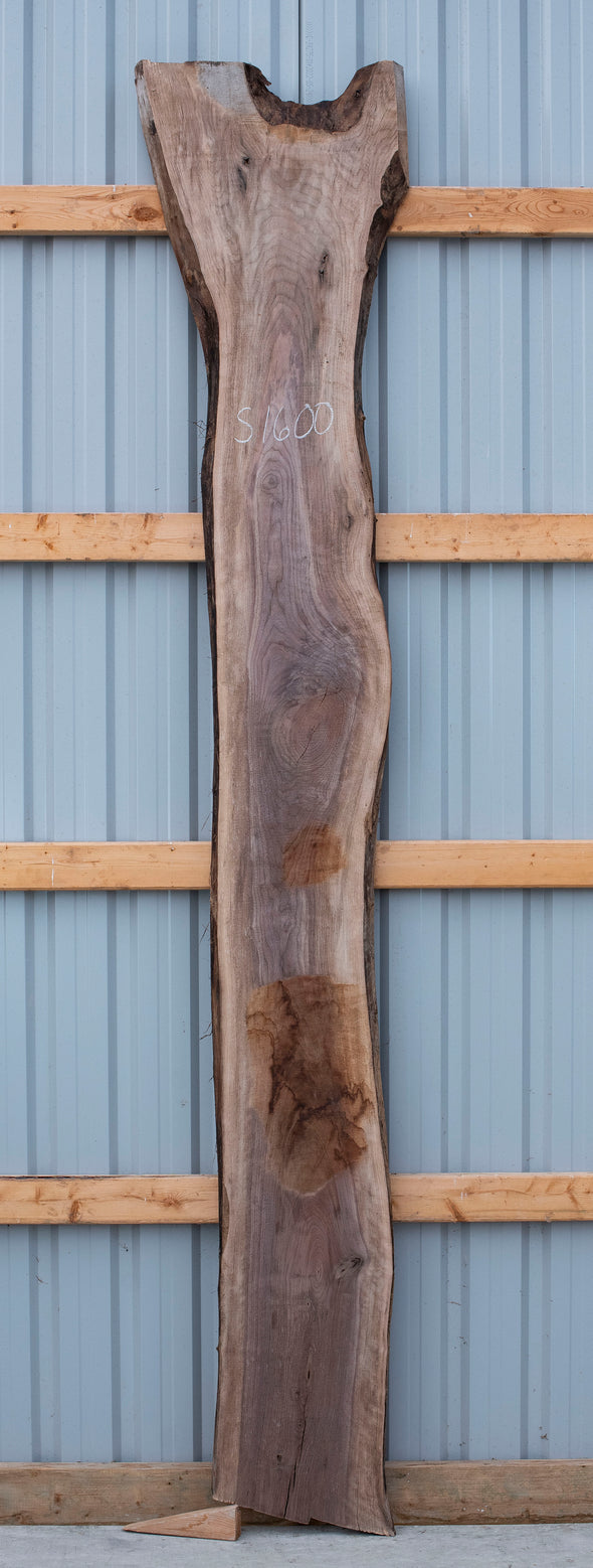Black Walnut - S1600