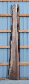Black Walnut - S1603