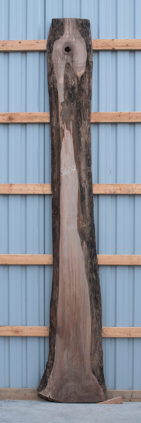 Black Walnut - S1607