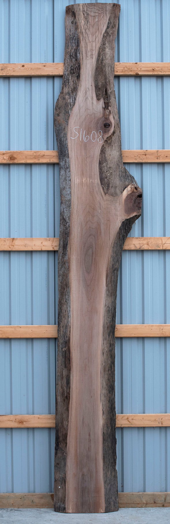 Black Walnut - S1608