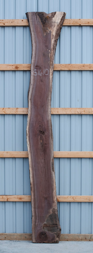 Black Walnut - S1610