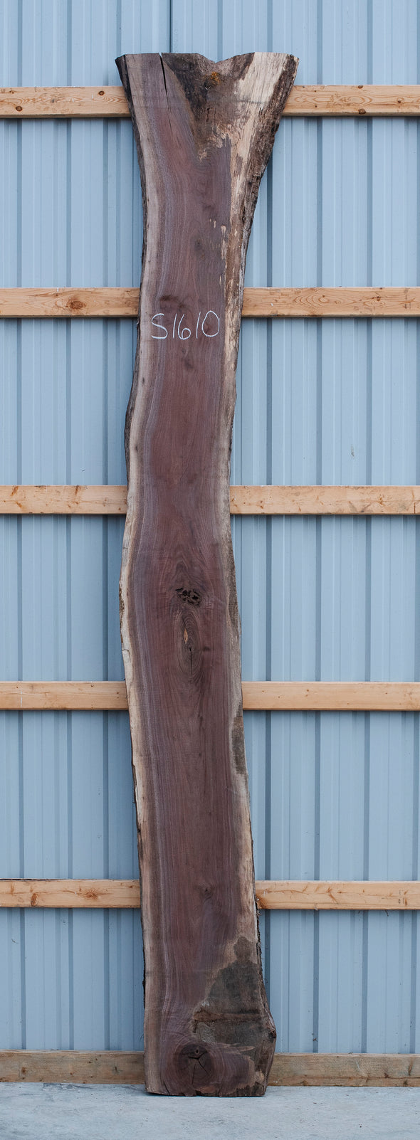 Black Walnut - S1610