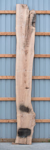 Ash - S1802