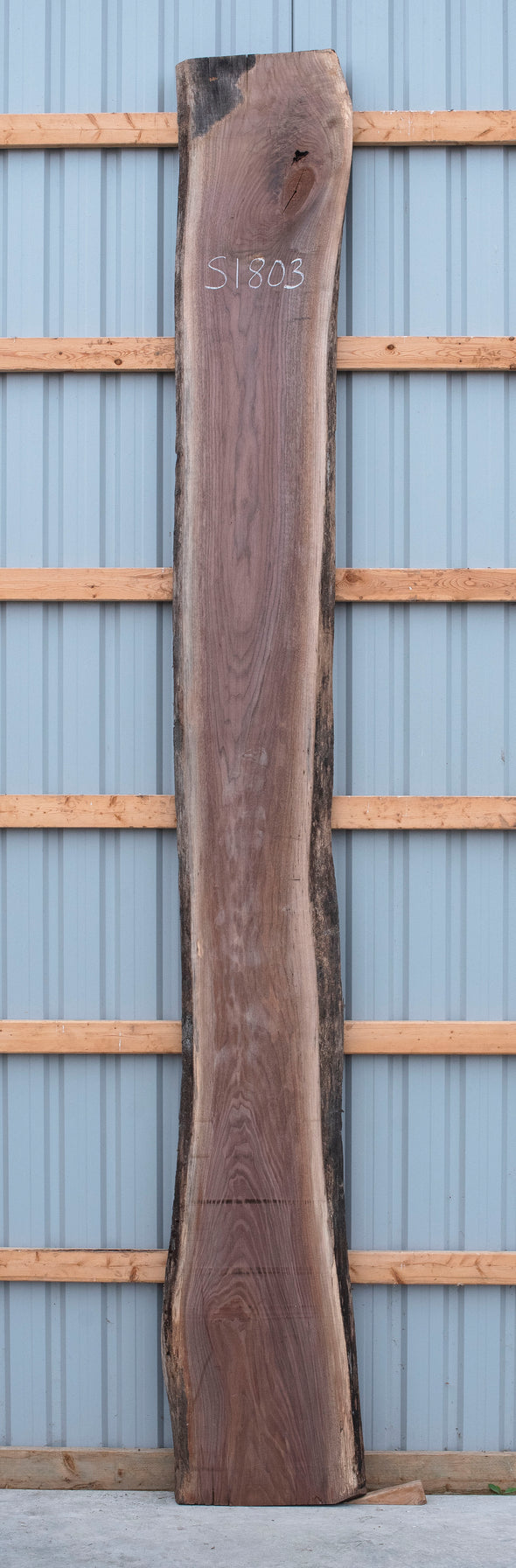 Black Walnut - S1803