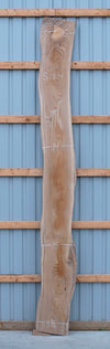 Elm - S1804