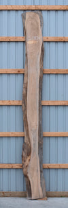Elm - S1804