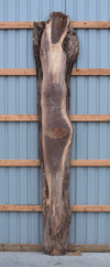 Black Walnut - S1805