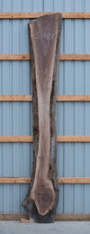 Black Walnut - S1808