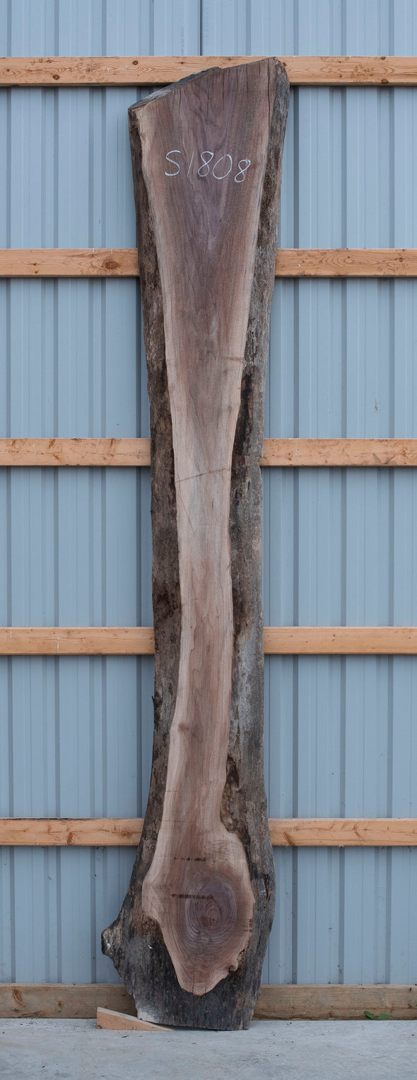 Black Walnut - S1808
