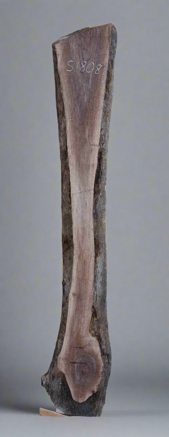 Black Walnut - S1808