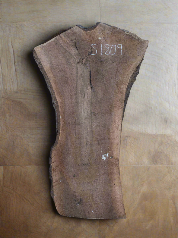 Black Walnut - S1809