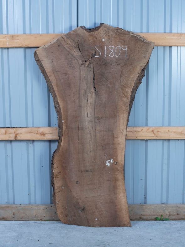 Black Walnut - S1809