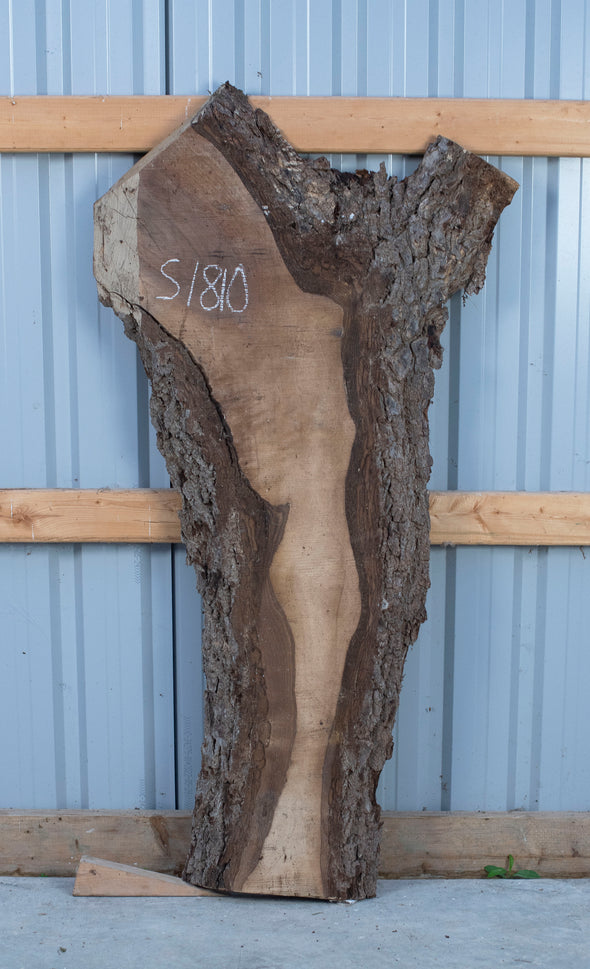 Black Walnut - S1810