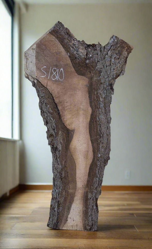 Black Walnut - S1810